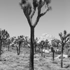 Joshua Tree #4