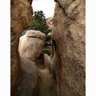 Joshua Tree - 4