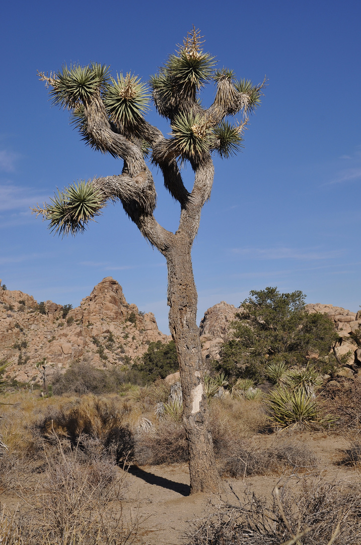 Joshua Tree