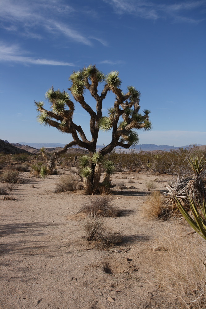 Joshua Tree