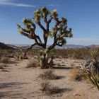 Joshua Tree