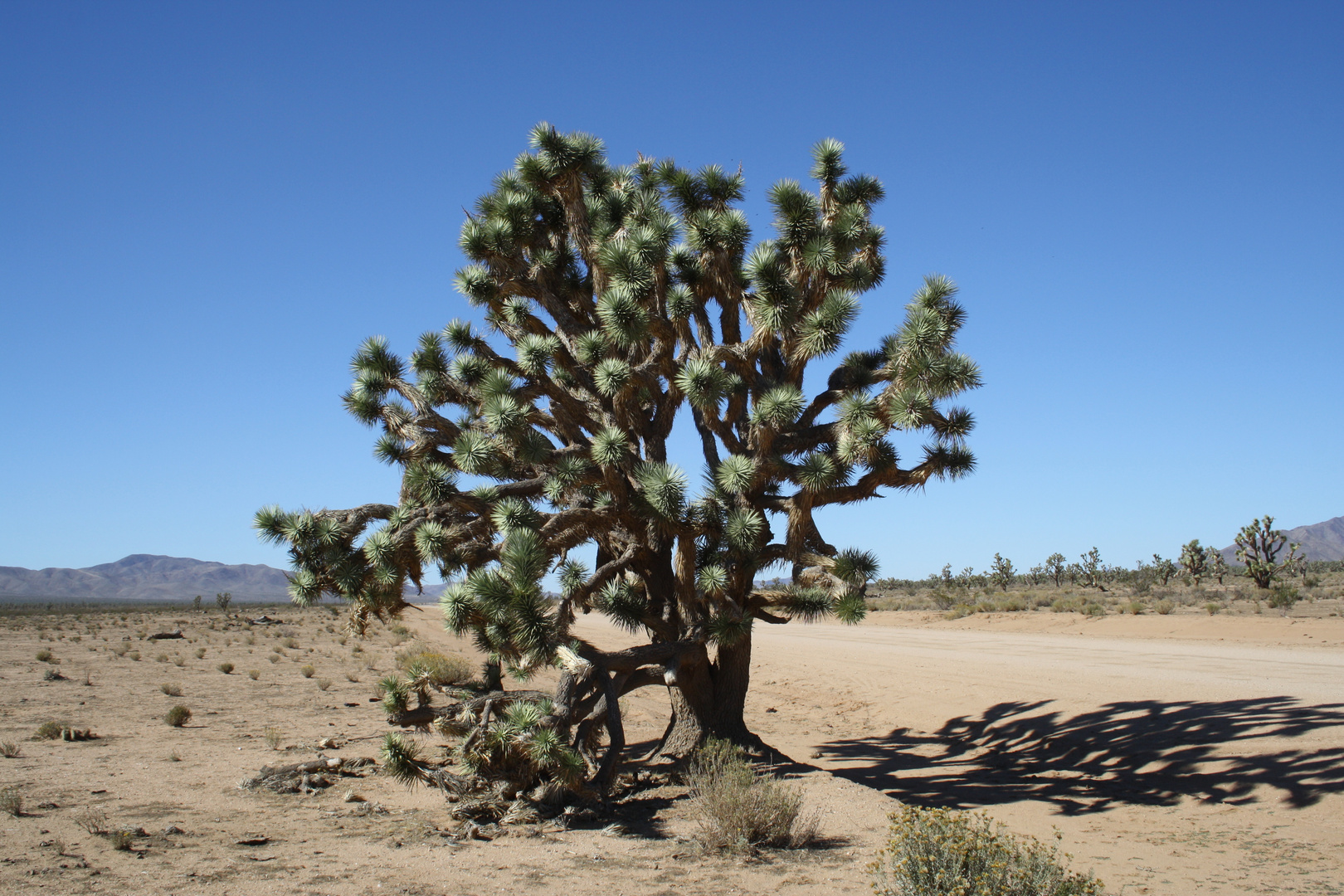 Joshua tree