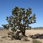 Joshua tree