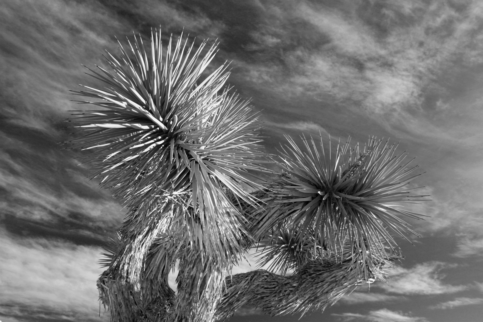 Joshua Tree