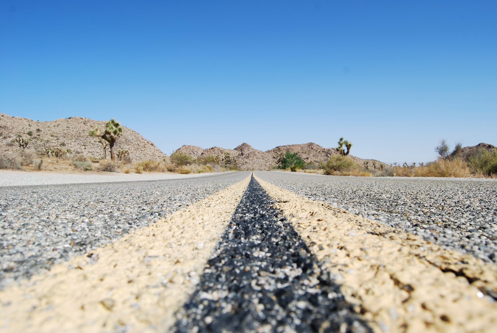 Joshua Tree