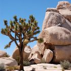 Joshua Tree