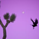 Joshua Tree