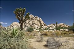 Joshua Tree