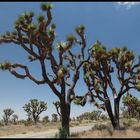 Joshua Tree