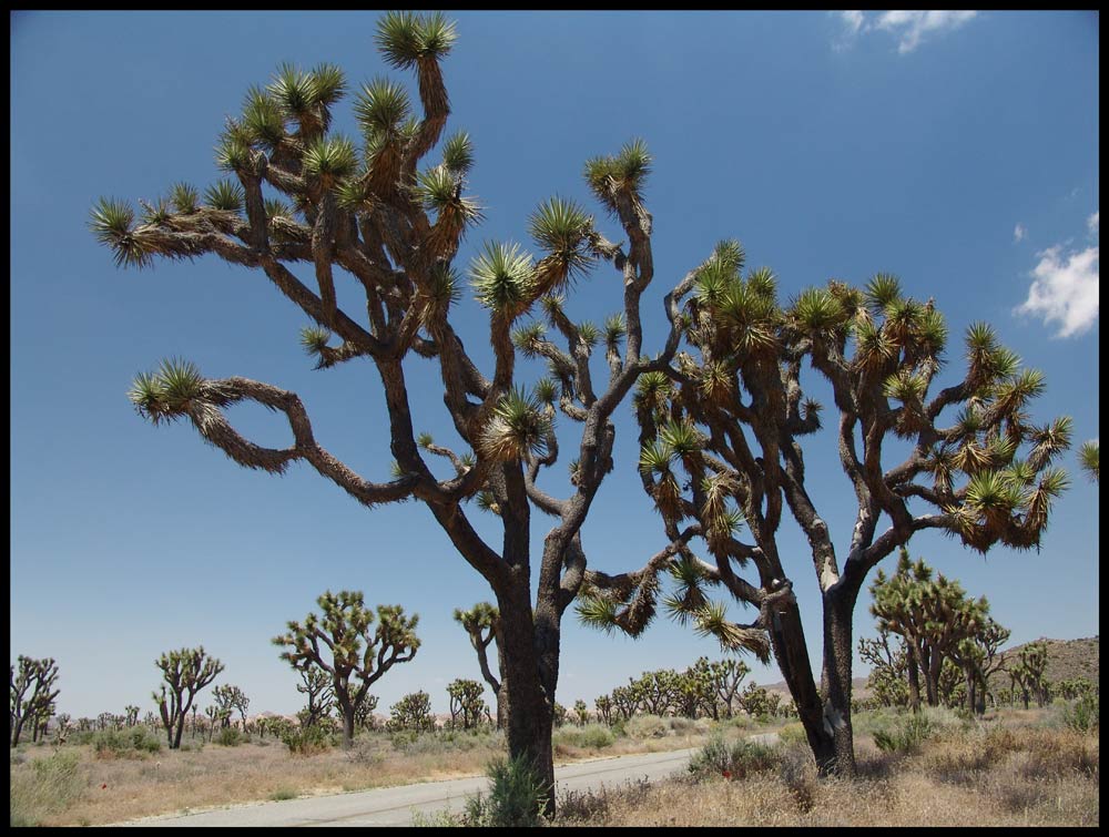 Joshua Tree