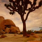 Joshua Tree