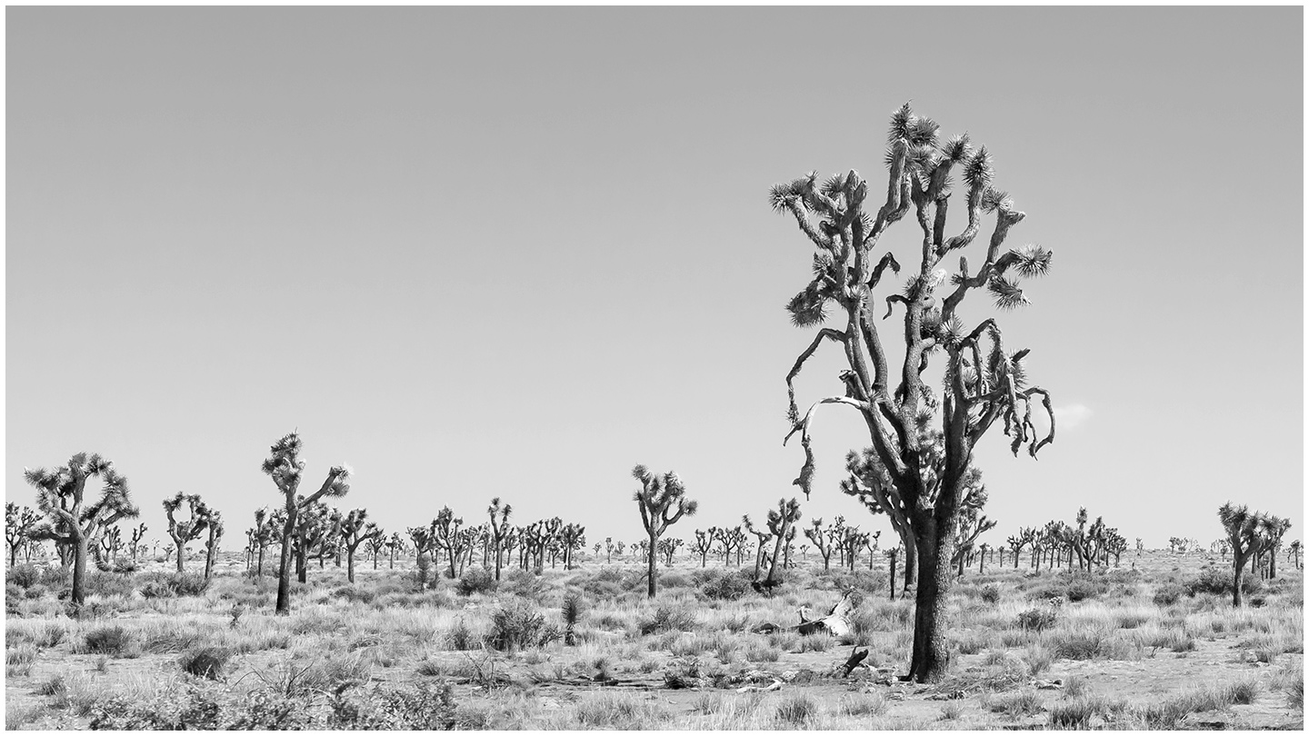 Joshua Tree