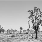 Joshua Tree