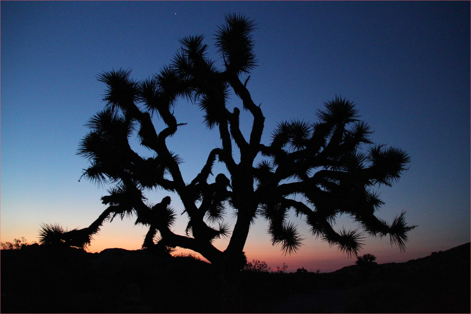 Joshua Tree