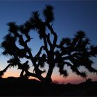 Joshua Tree