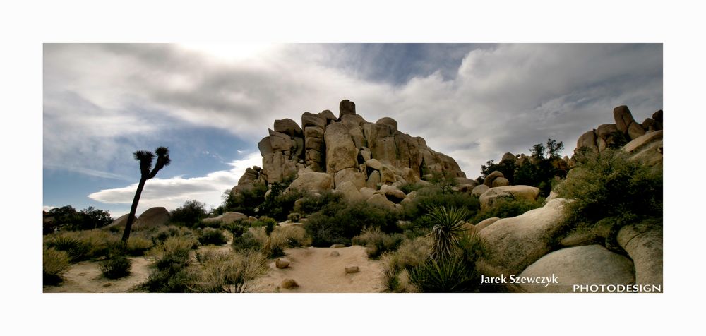 Joshua Tree