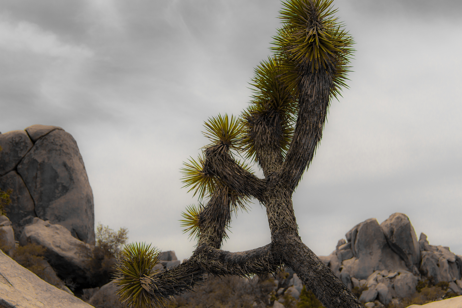 Joshua Tree