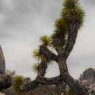 Joshua Tree