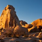 Joshua Tree