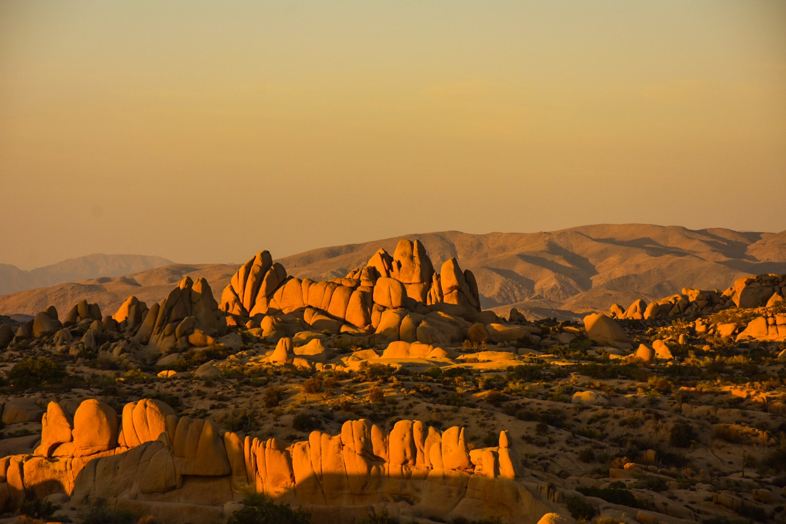 Joshua Tree 