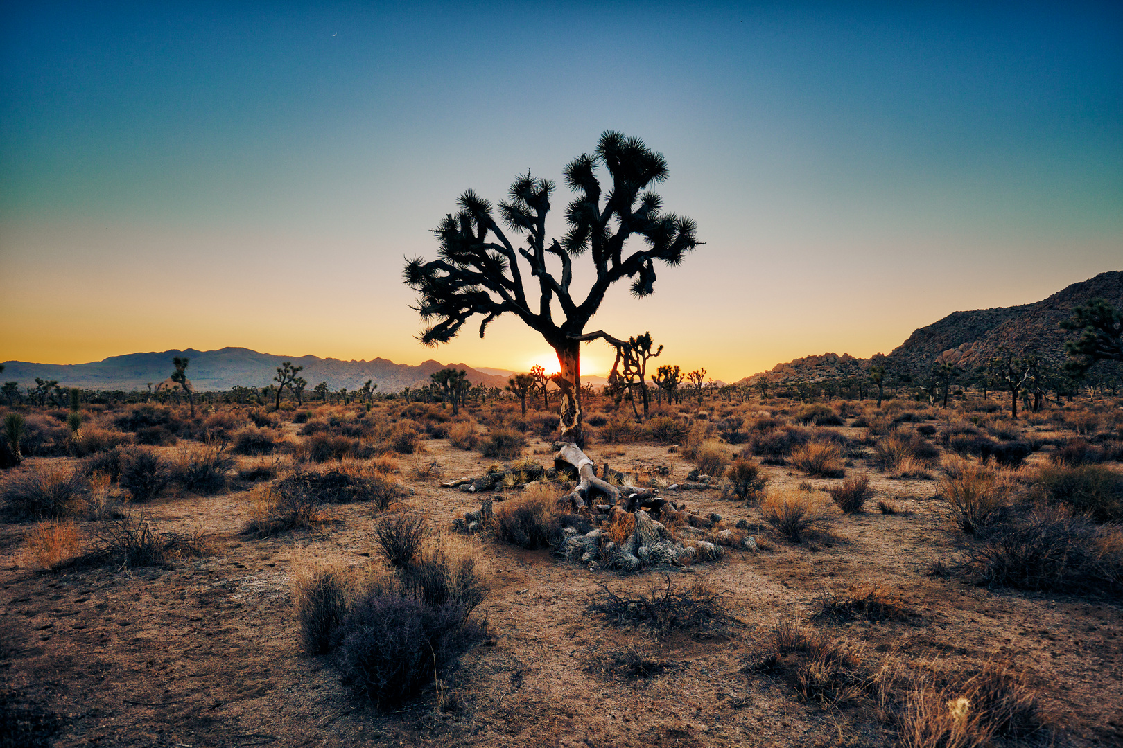 Joshua Tree