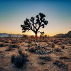 Joshua Tree