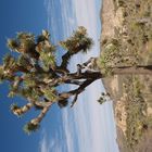 Joshua Tree