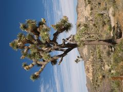 Joshua Tree