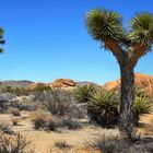 Joshua Tree