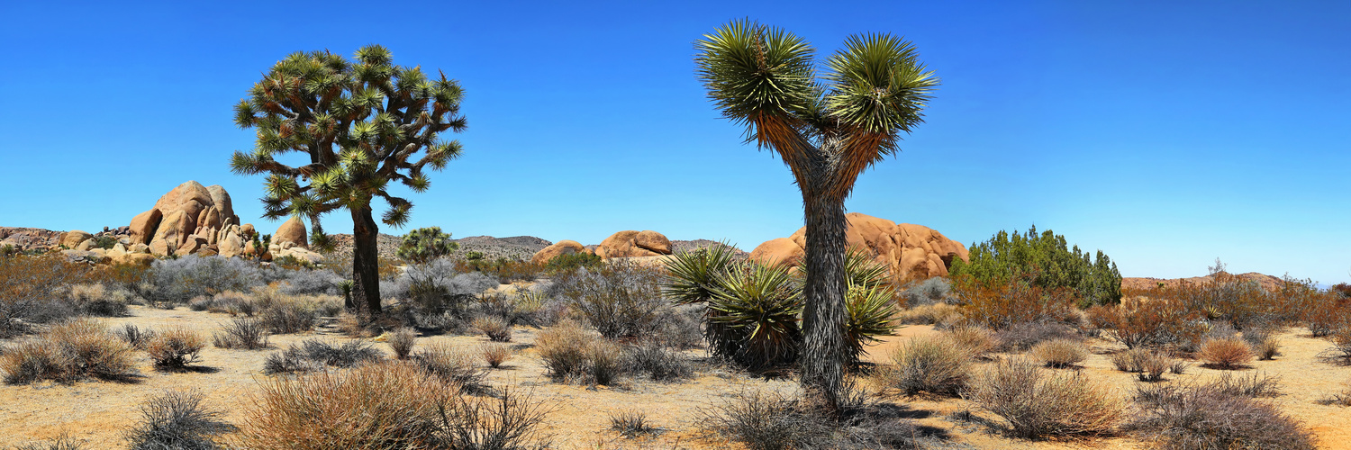 Joshua Tree