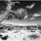 Joshua Tree