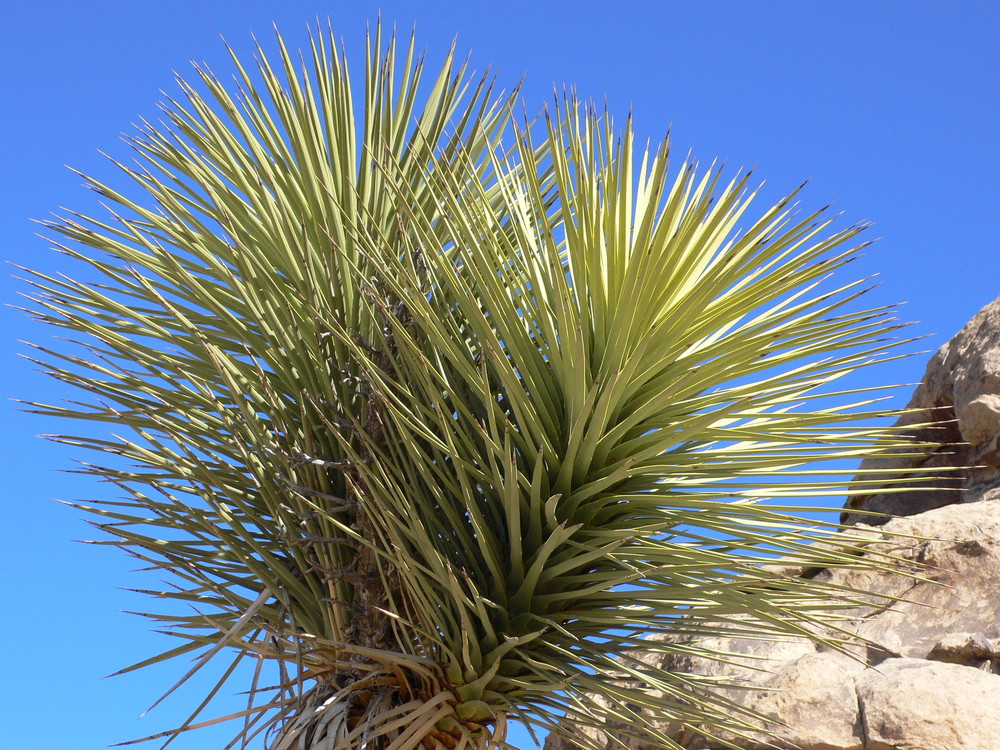 joshua tree