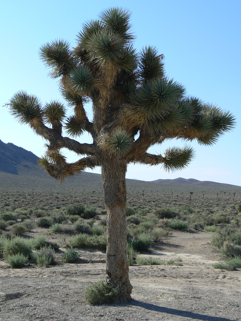 Joshua Tree