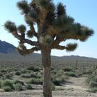 Joshua Tree