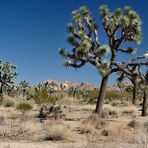 Joshua Tree