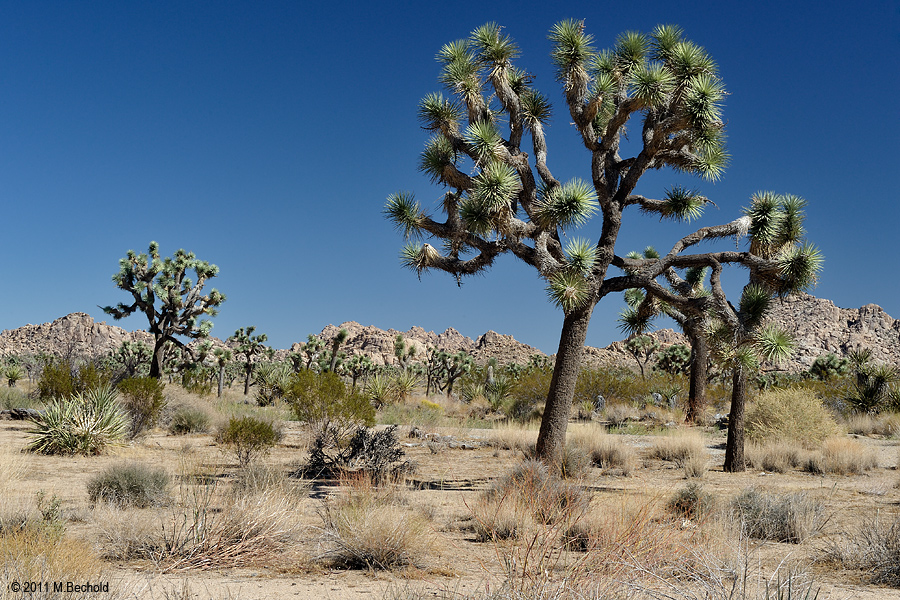 Joshua Tree