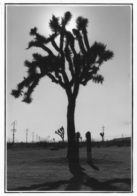 Joshua Tree