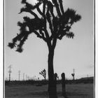 Joshua Tree