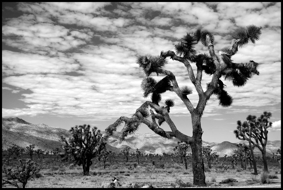 Joshua Tree