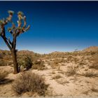 Joshua Tree