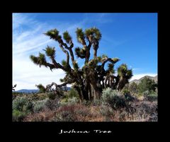 Joshua Tree