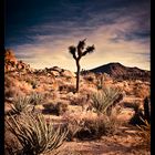 Joshua Tree 9