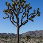 Joshua Tree