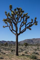 Joshua Tree