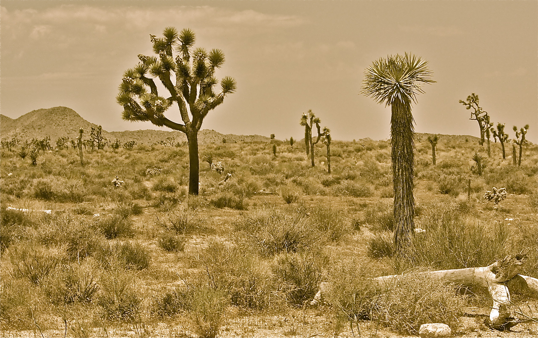 Joshua tree