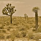 Joshua tree