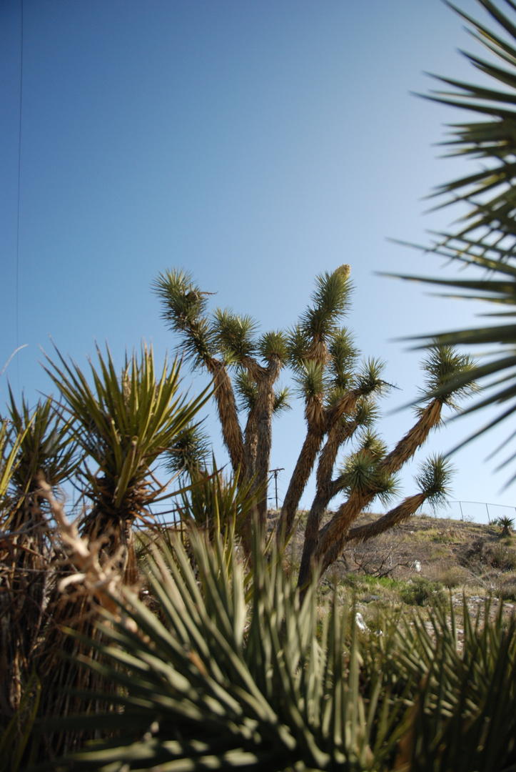 Joshua Tree