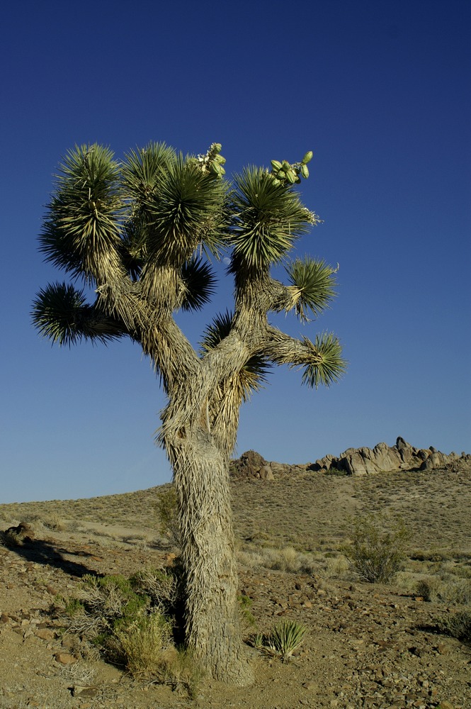 Joshua Tree