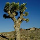 Joshua Tree