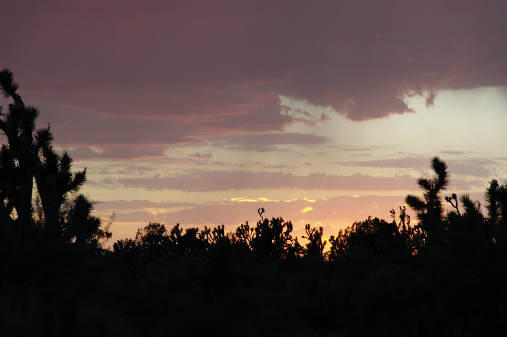 Joshua Tree